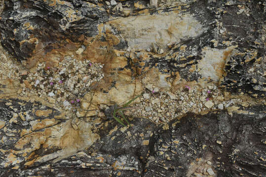 Image of Portulaca bicolor F. Müll.