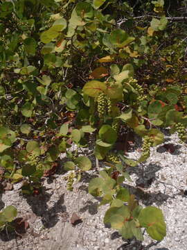 Coccoloba uvifera (L.) L. resmi