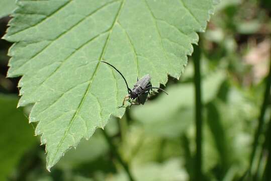 Слика од Phytoecia cylindrica (Linné 1758)