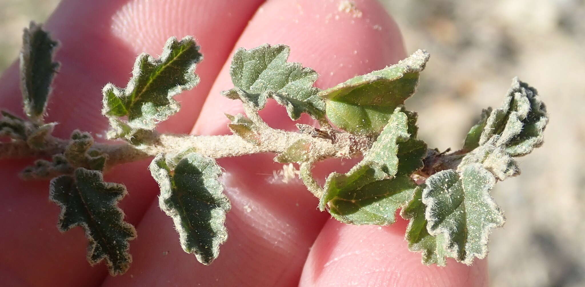 Image of Hermannia decumbens Willd.