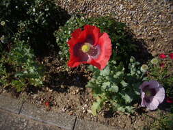 Image of opium poppy