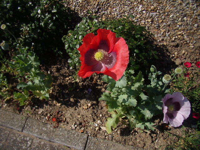 Image of opium poppy
