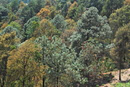 Image of Lawson's Pine