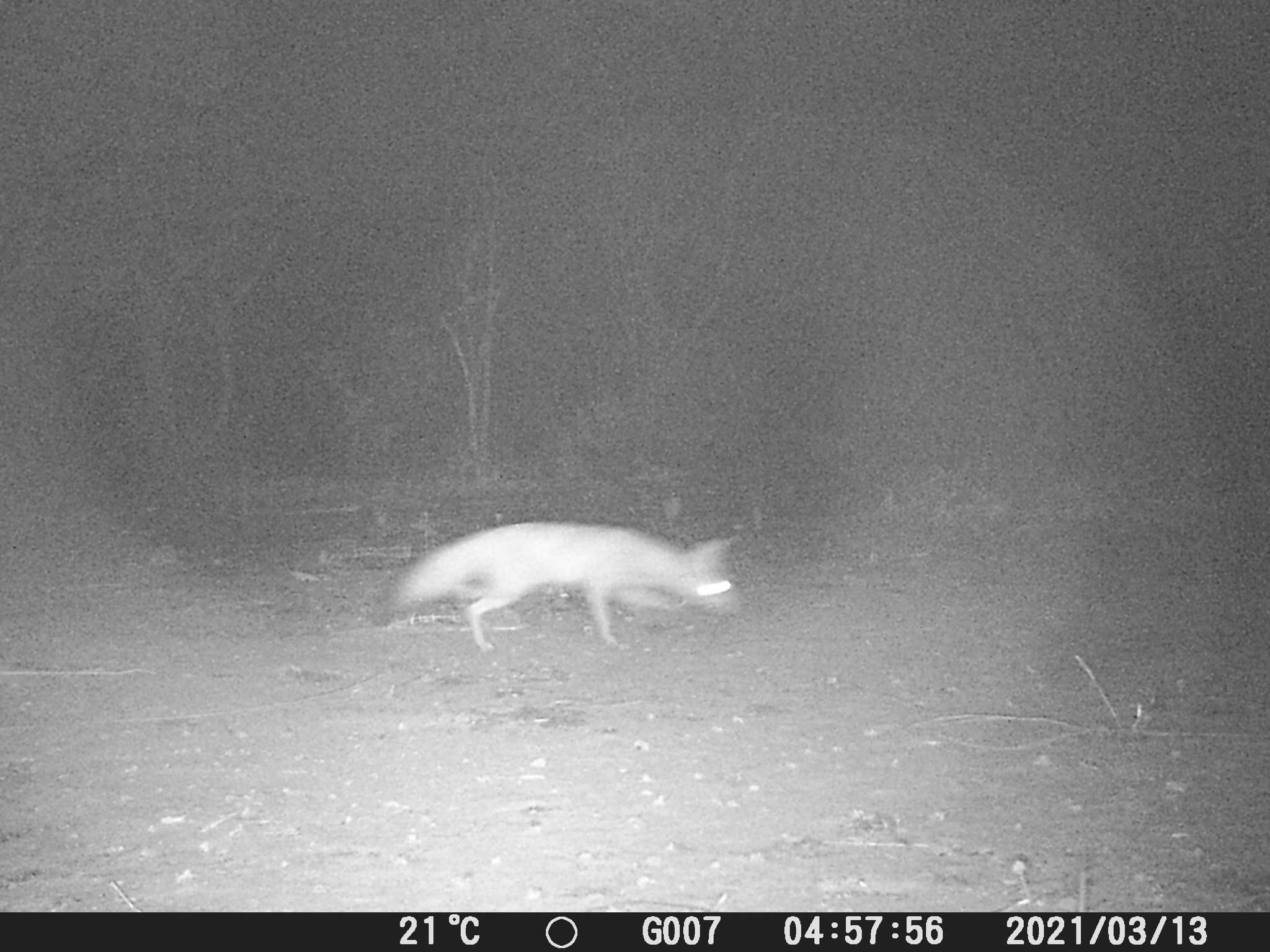 Image of African Sand Fox