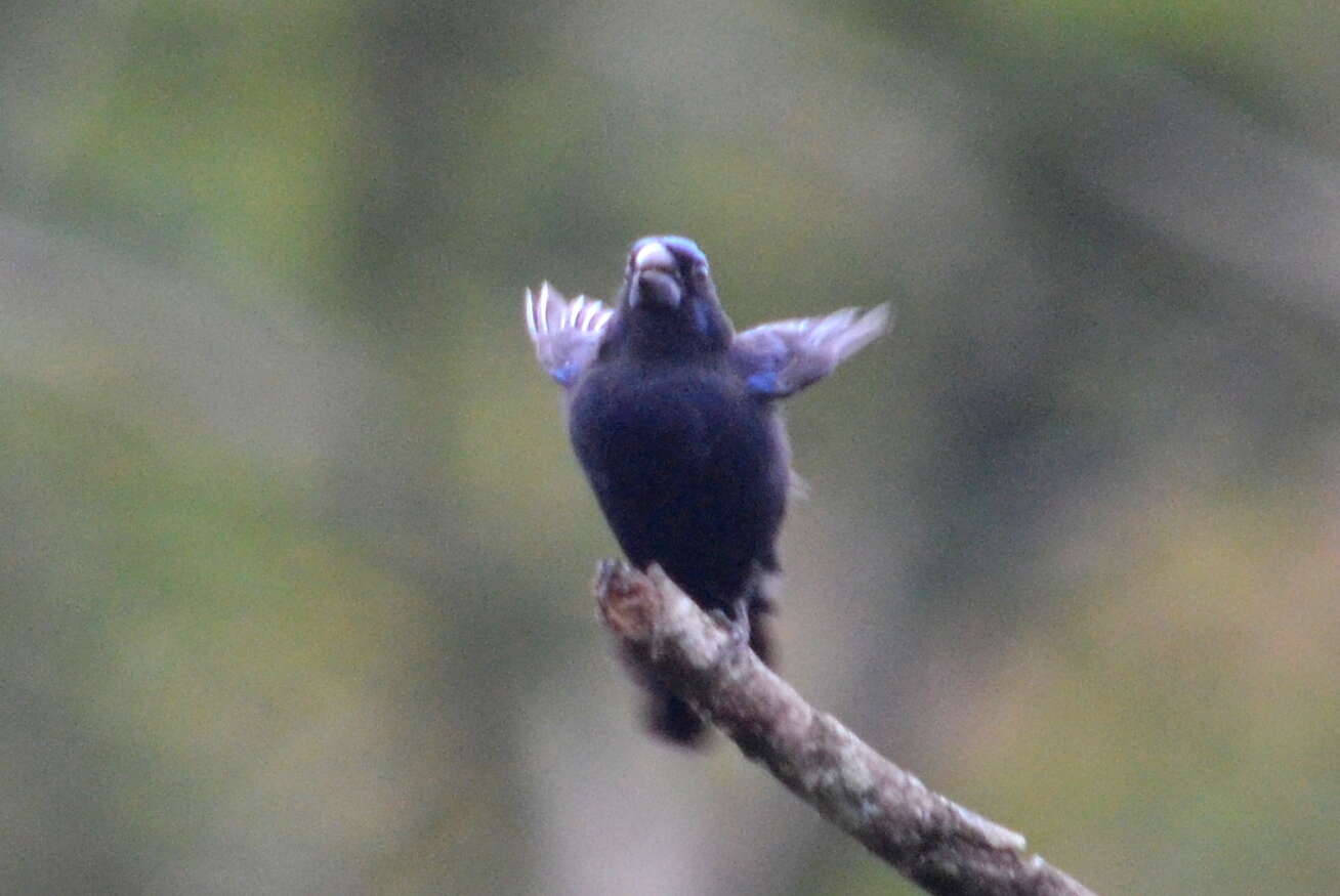 Image of Ultramarine Grosbeak