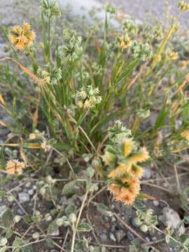 Image of buttongrass