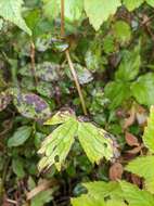 Imagem de Aconitum umbrosum (Korsh.) Kom.