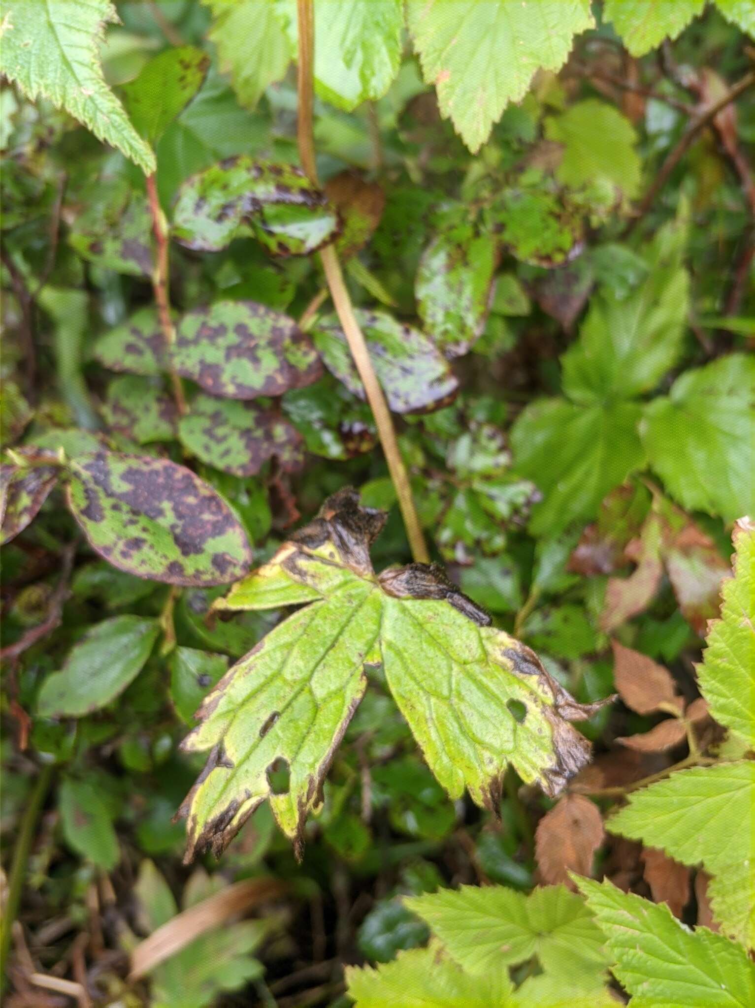 Image of Aconitum umbrosum (Korsh.) Kom.