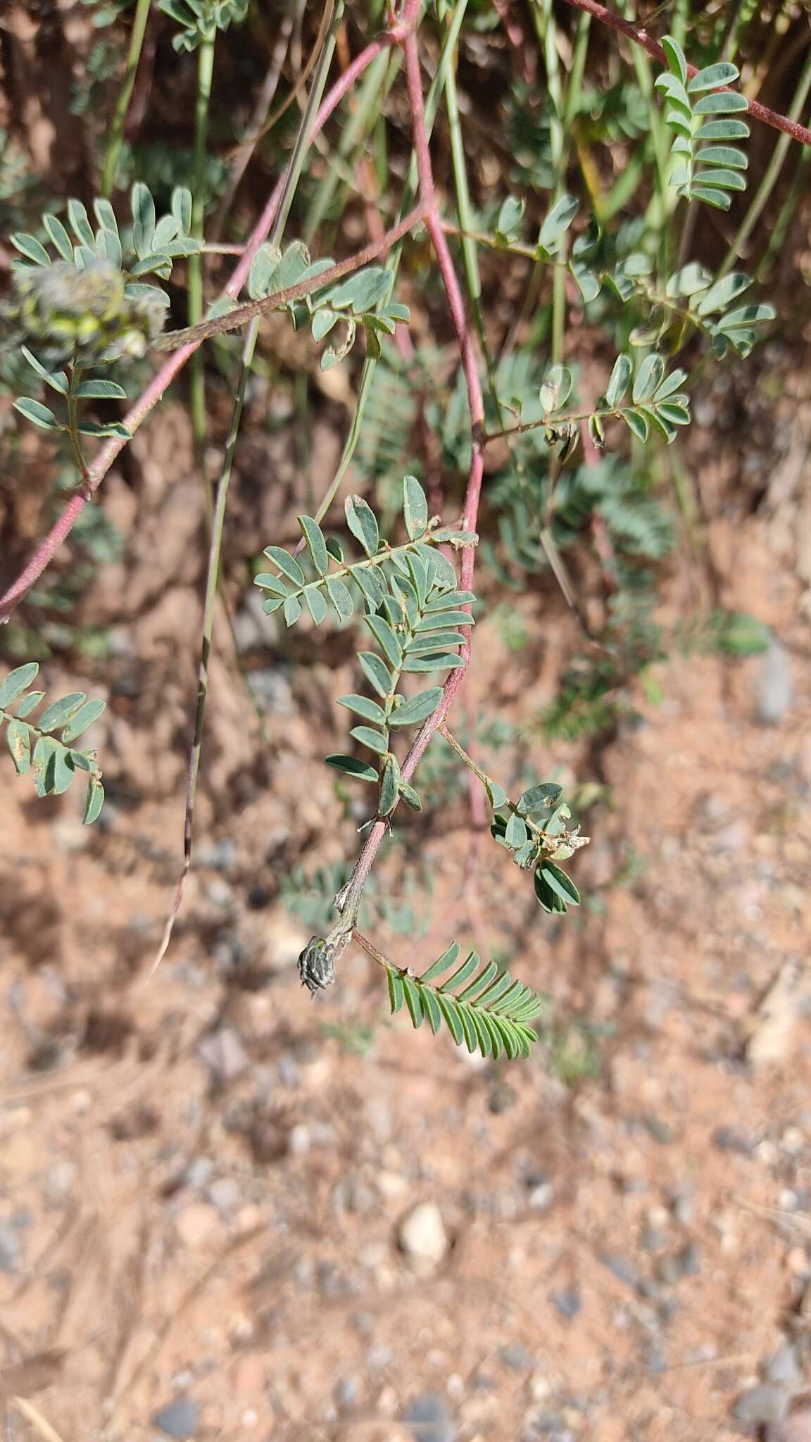 Слика од Dalea boliviana Britton