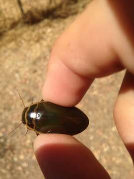 Image of Giant green water beetle