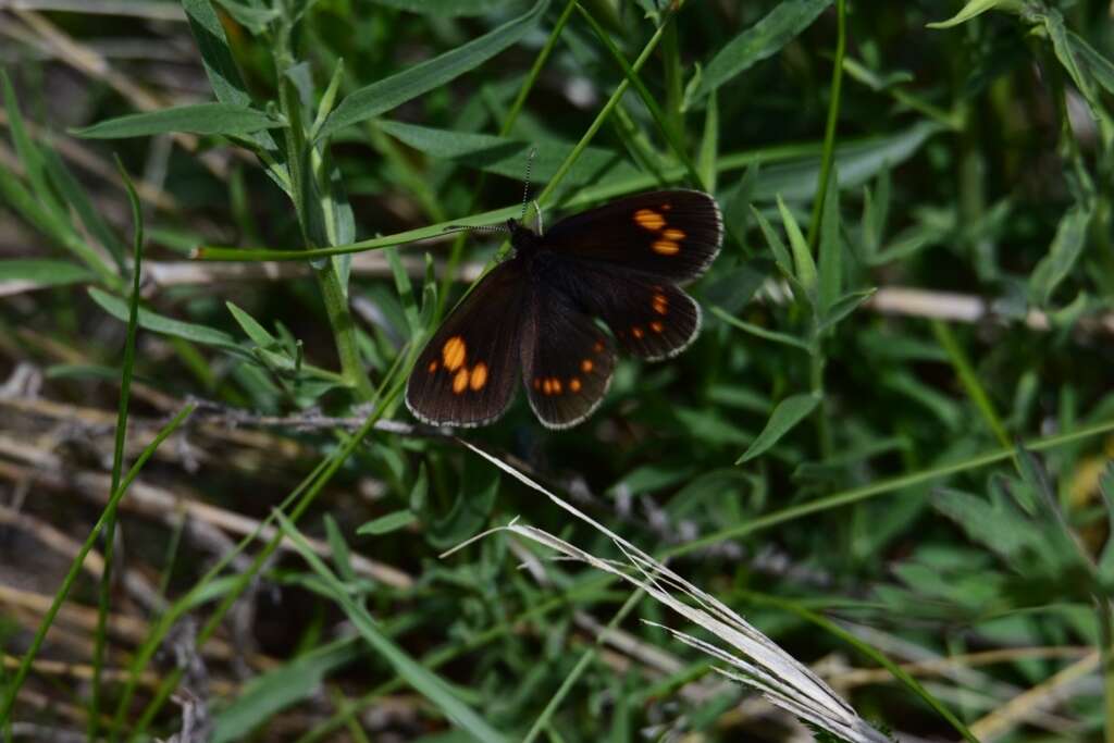 Erebia turanica Erschoff 1876 resmi