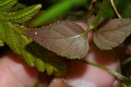 Vandellia scutellariiformis (T. Yamaz.) T. Yamaz. resmi