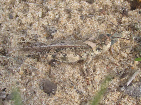 Image of Mottled Sand Grasshopper