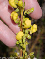 Image of Calceolaria linearis Ruiz & Pav.