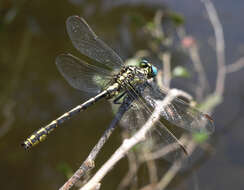 Image of Pronged Clubtail