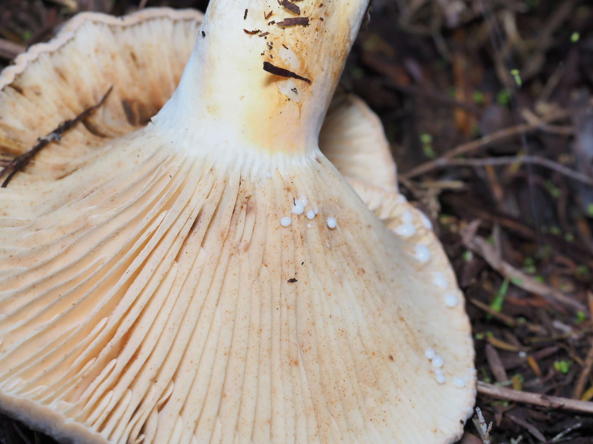 Image de Lactifluus clarkeae (Cleland) Verbeken 2012