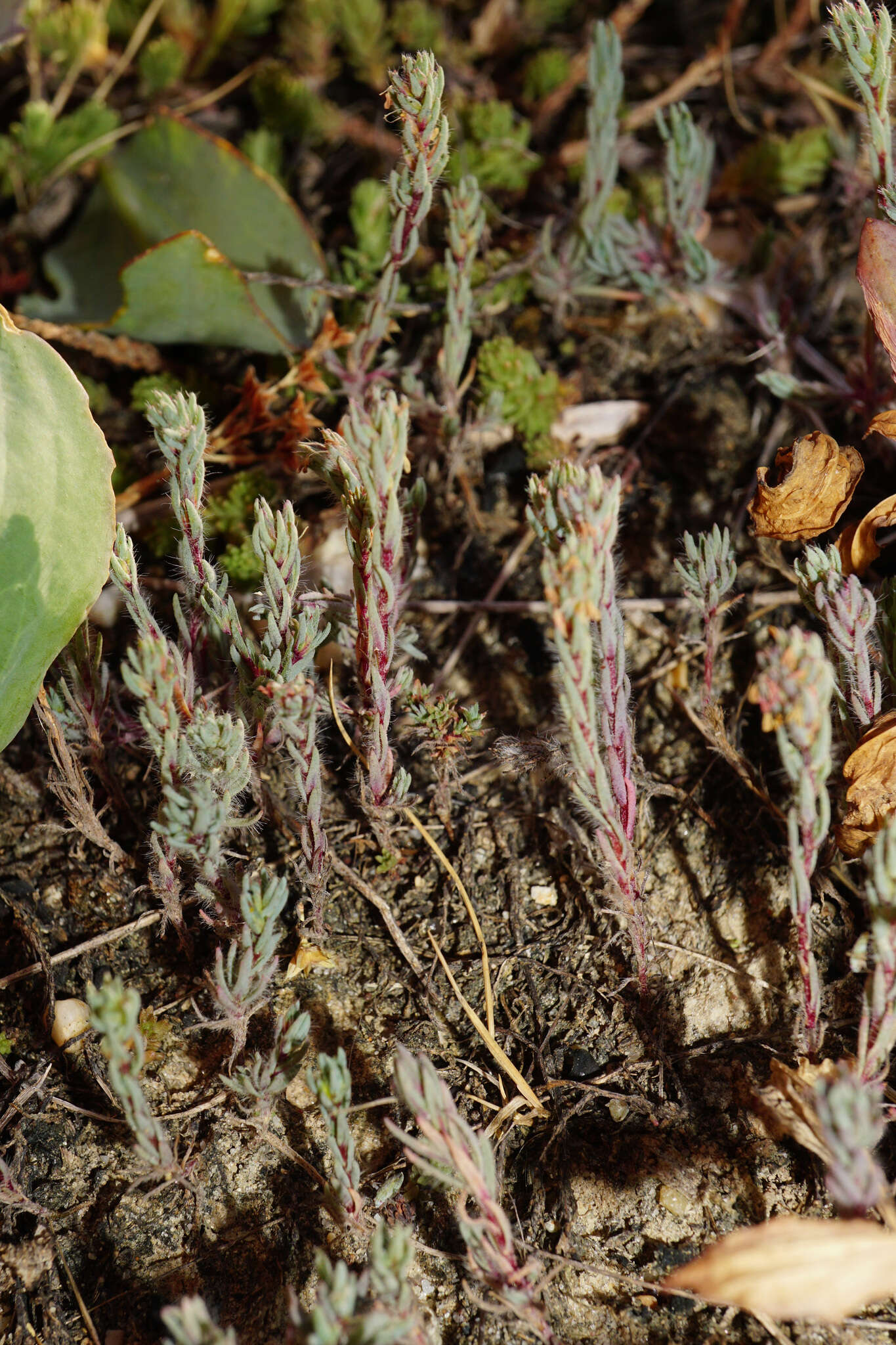 Слика од Camphorosma annua Pall.