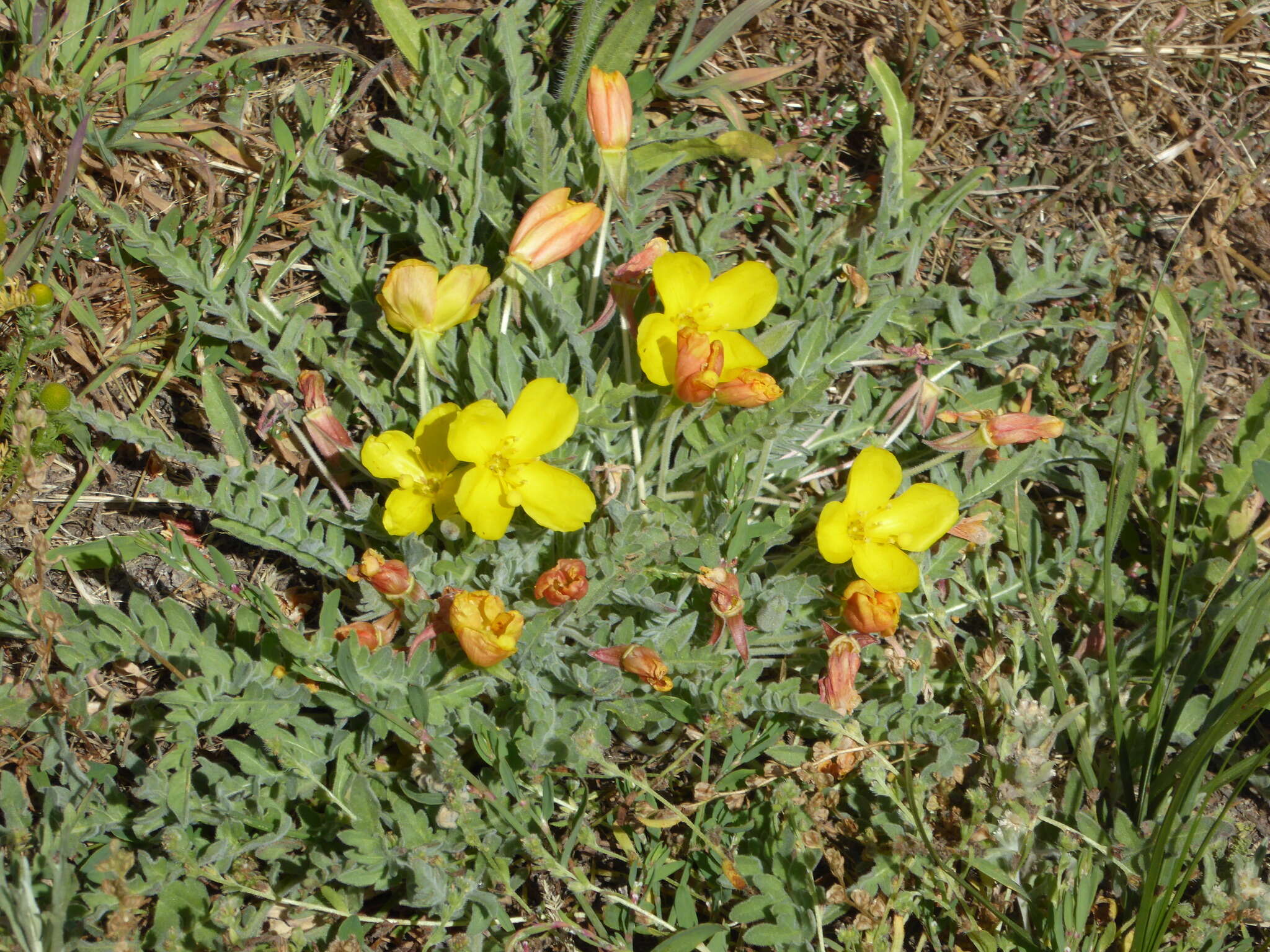 Image of Tansy-Leaf Goldeneggs