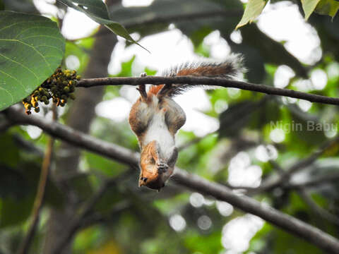 Image of Jungle Palm Squirrel