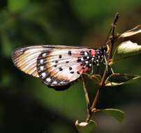 Image de Acraea acara Hewitson 1865