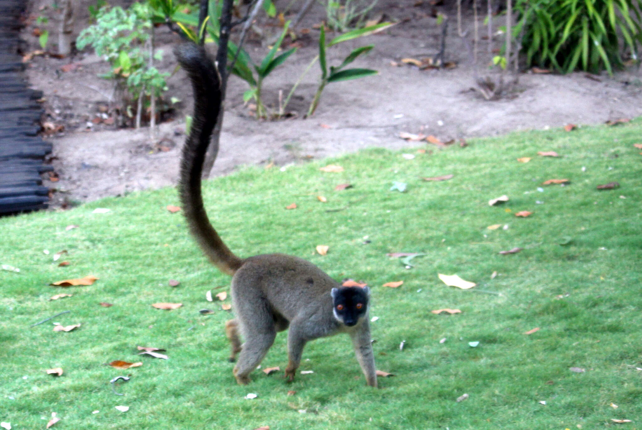 Image of brown lemur