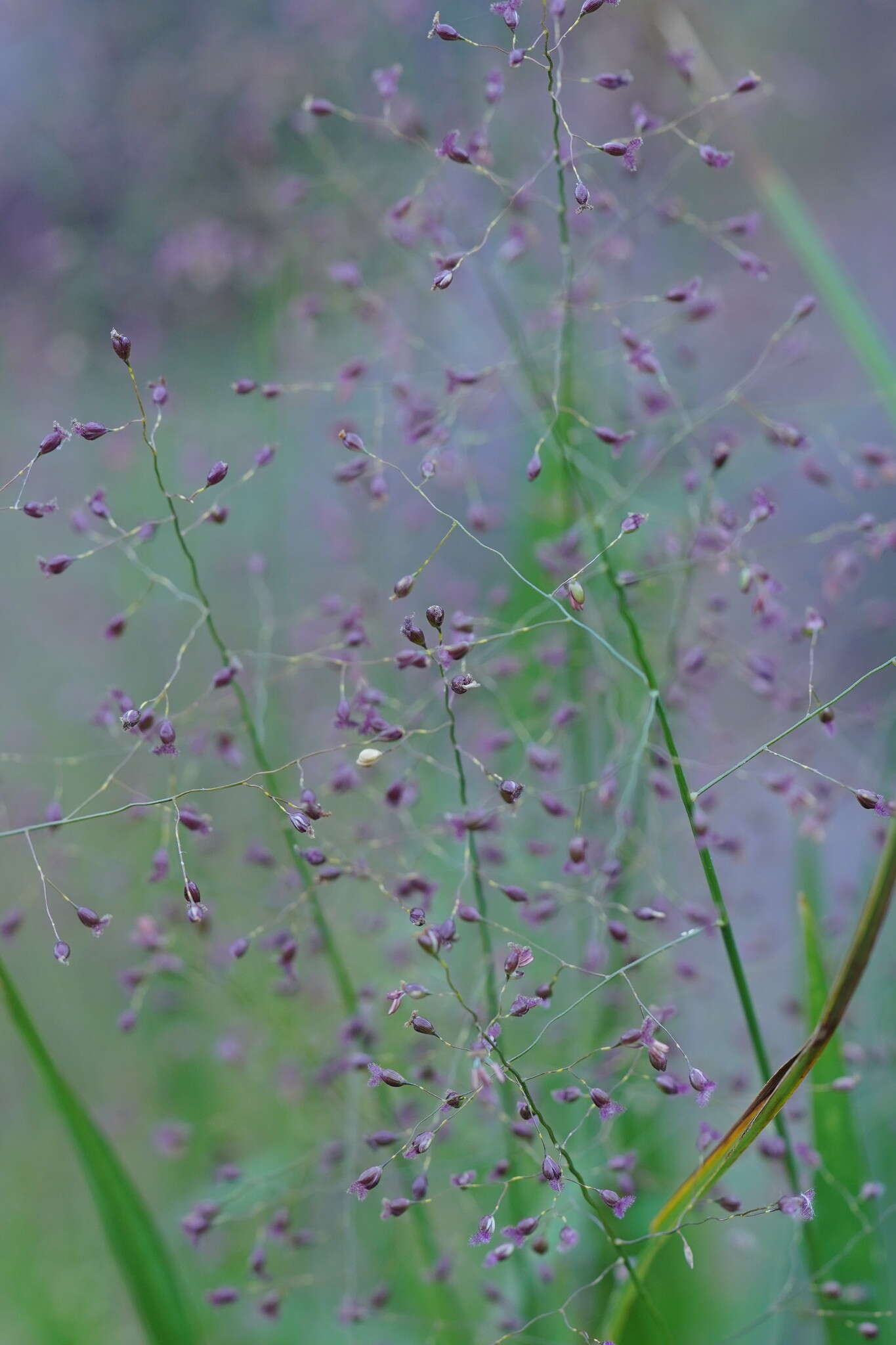 Image of Swamp Millet