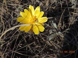 Image of Adonis volgensis DC.