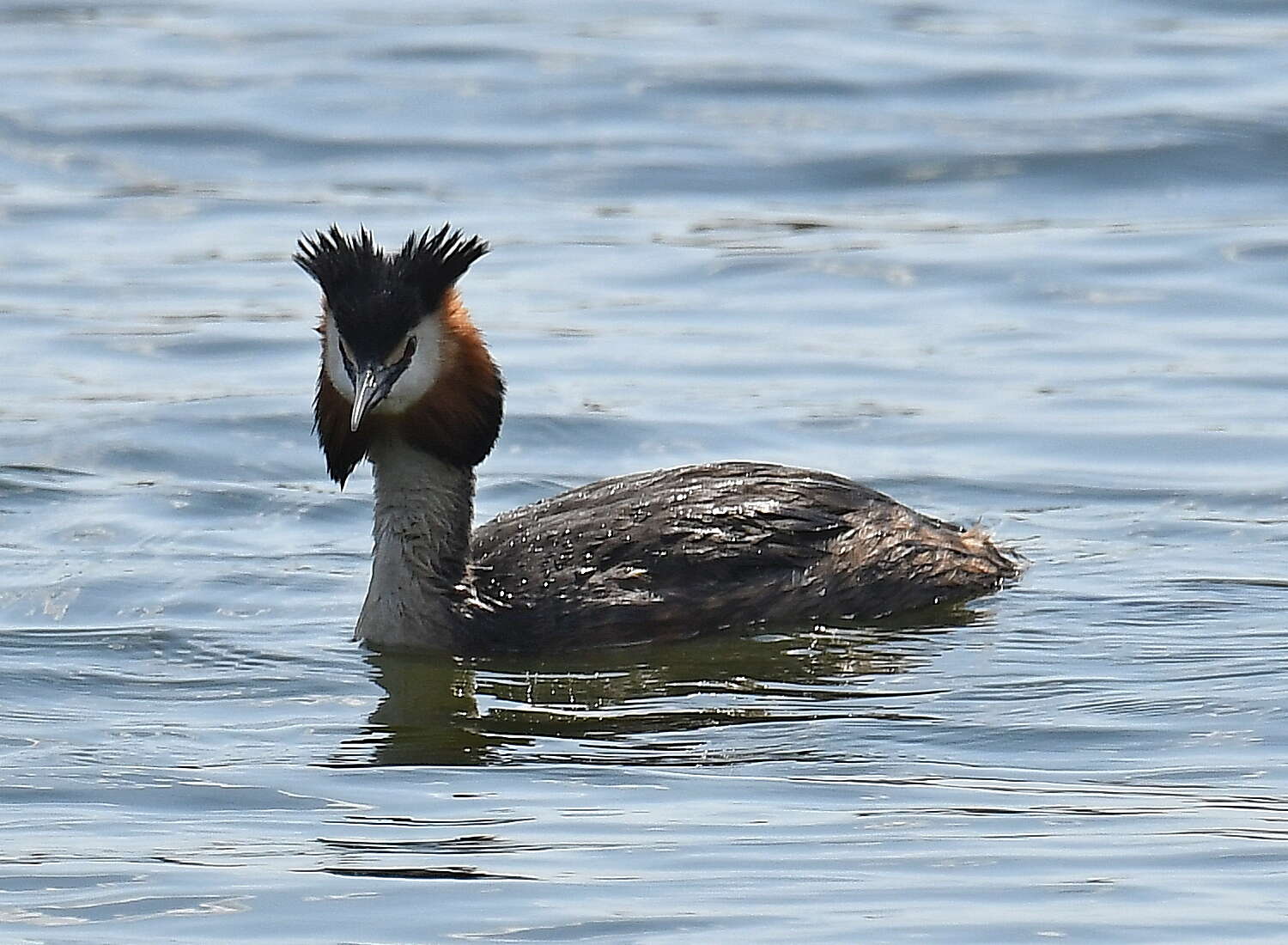 Image of Podiceps cristatus cristatus (Linnaeus 1758)