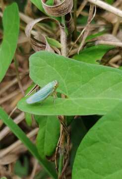 Image of Cicadella