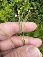 Image of Sandplain Flax