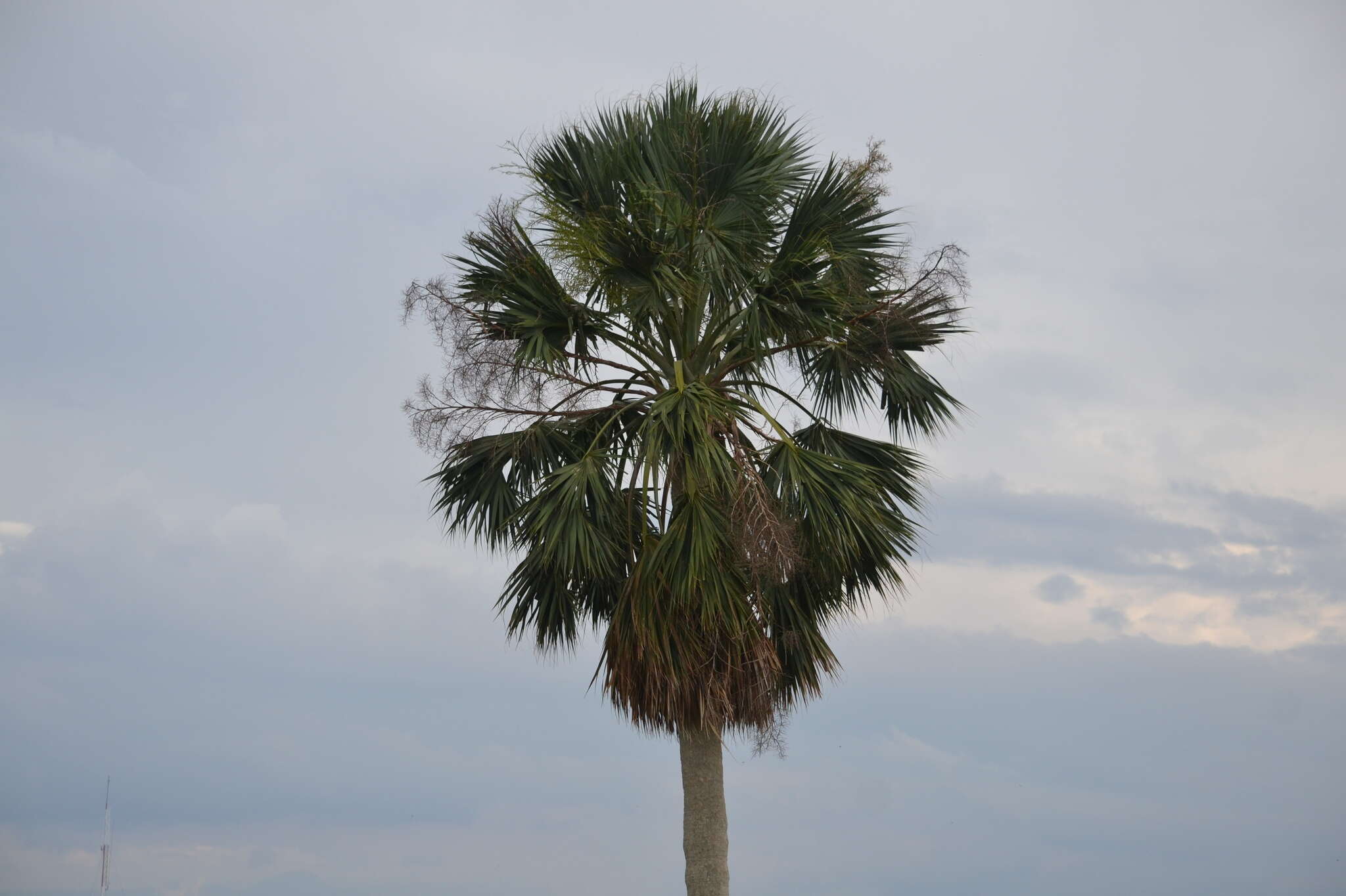 Image of Sabal domingensis Becc.