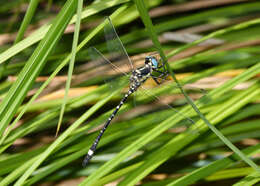 Слика од Eusynthemis deniseae Theischinger 1977