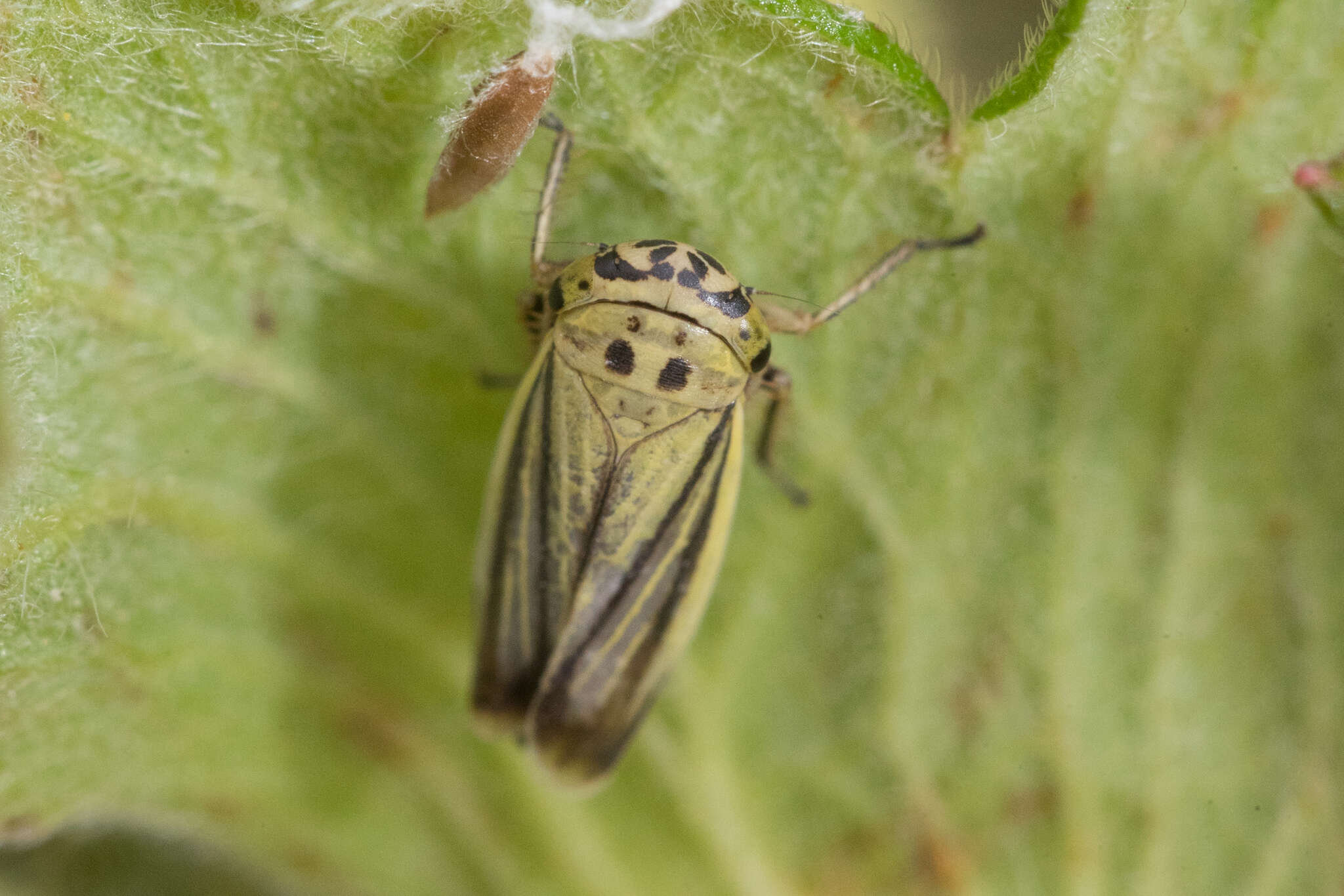 Imagem de Handianus (Pycnoides) flavovarius Herrich-Schaeffer 1835