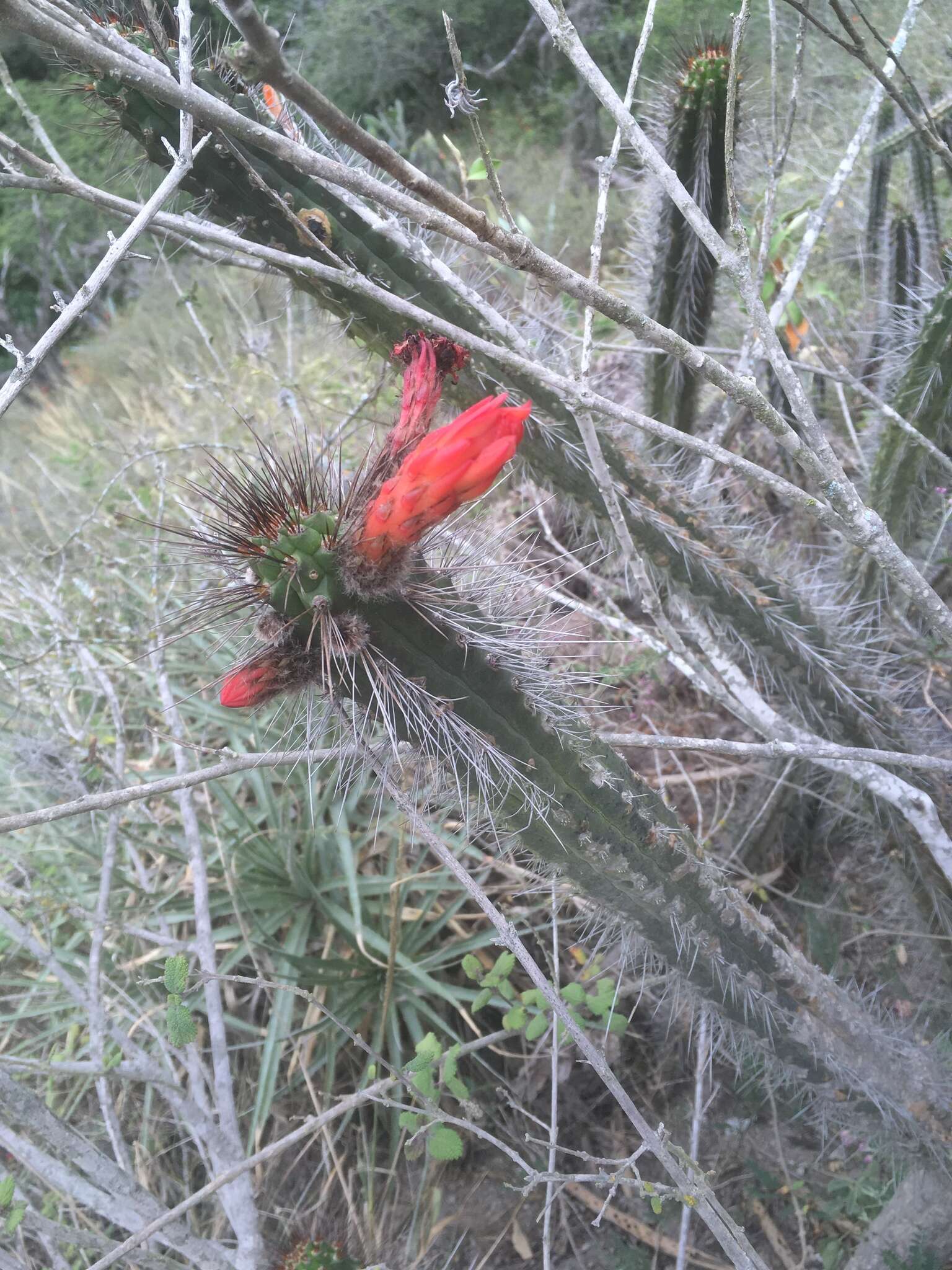 Image of Cleistocactus sepium (Kunth) F. A. C. Weber