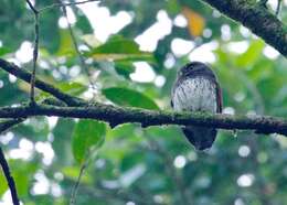 Image of Chestnut-backed Owlet