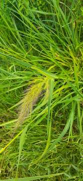 Image of Echinochloa telmatophila Michael & Vickery