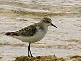 Imagem de Calidris minuta (Leisler 1812)