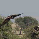 Image of Lappet-faced Vulture