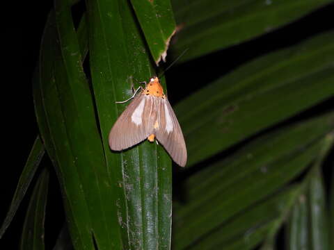 Image of Asota subsimilis Walker 1864