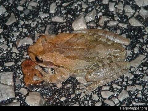 Image of Baudin's Treefrog