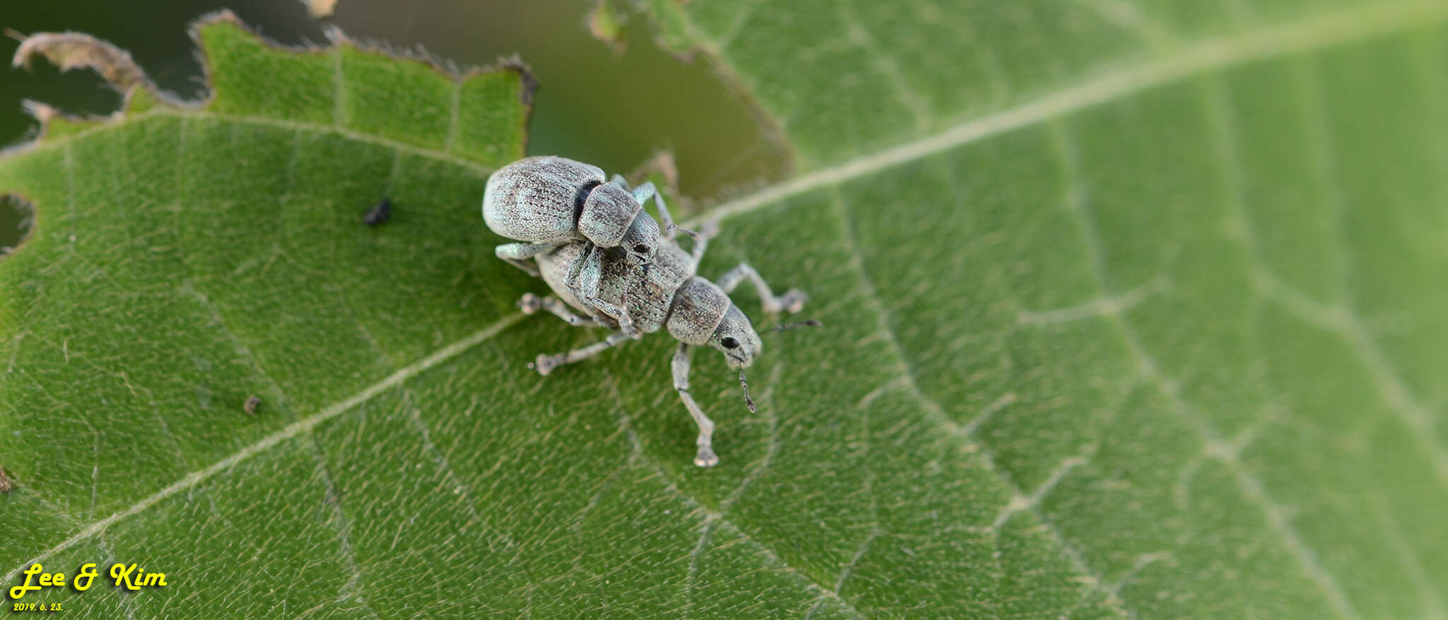 Image of Eugnathus distinctus Roelofs 1873