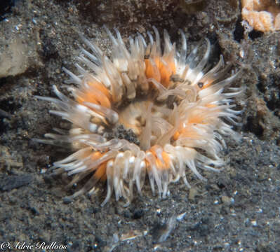 Image of cave-dwelling anemone