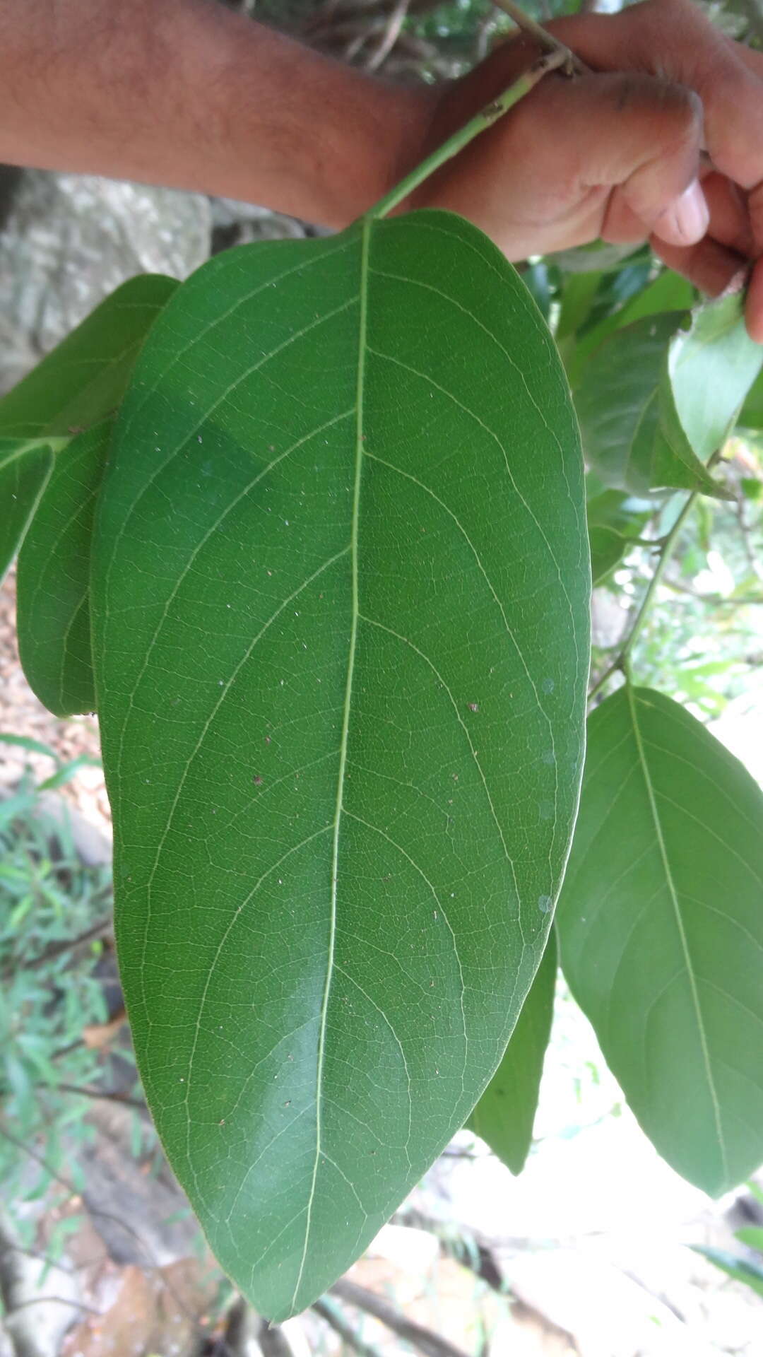 Imagem de Hydnocarpus alpinus Wight