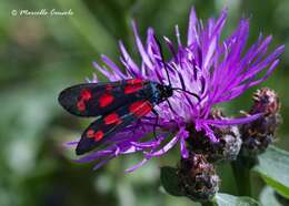 Image of six-spot burnet