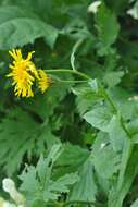 Image of Pyrenean Hawksbeard