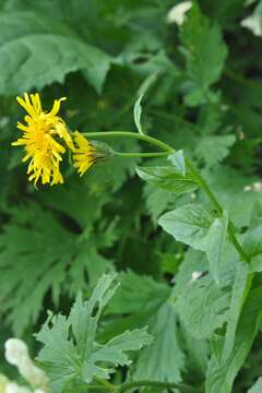 Image of Pyrenean Hawksbeard