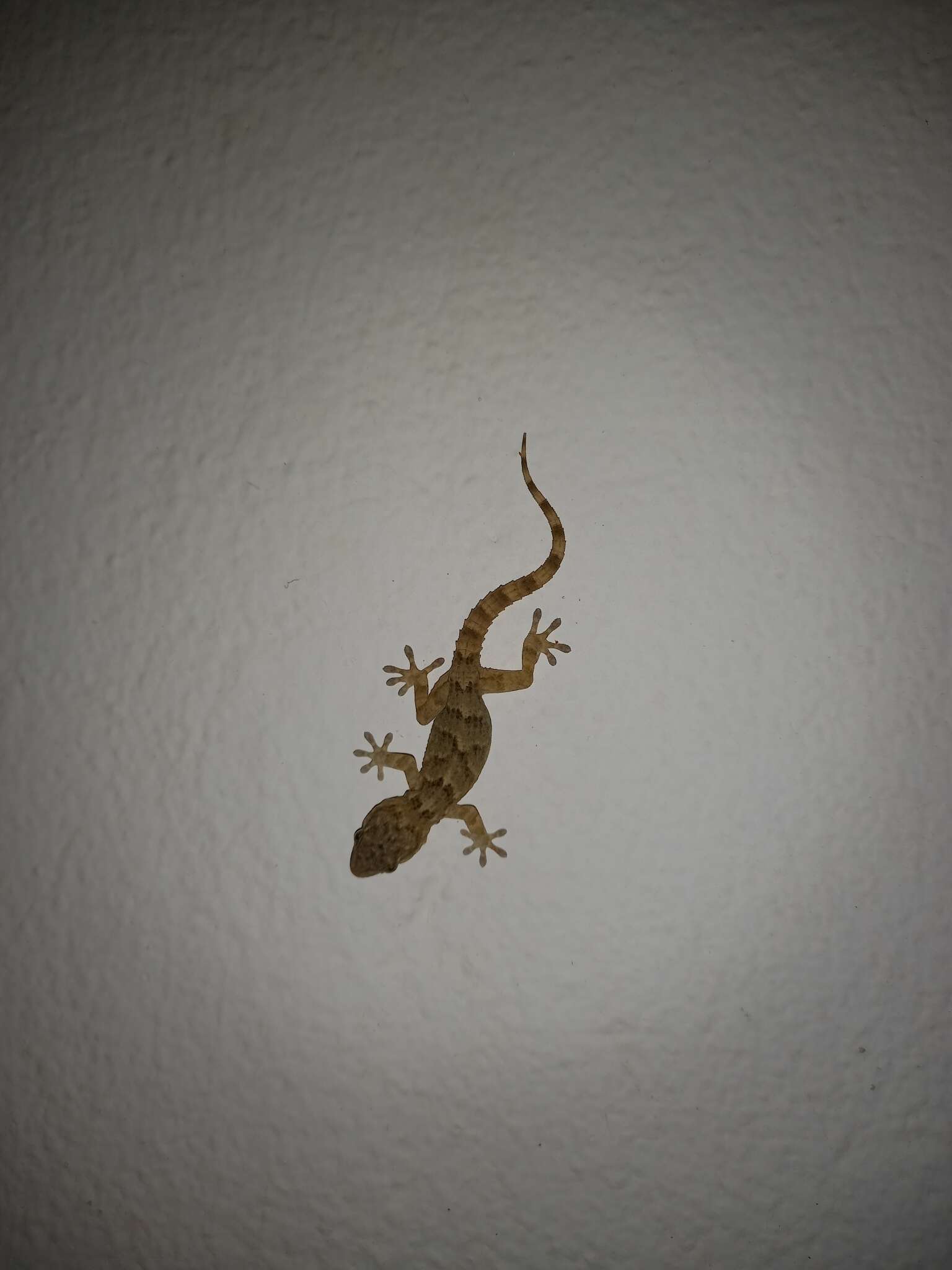 Image of East Canary Gecko