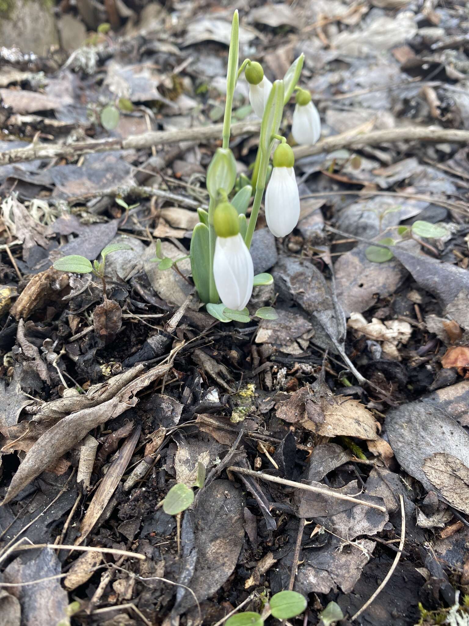 Image of Galanthus plicatus M. Bieb.