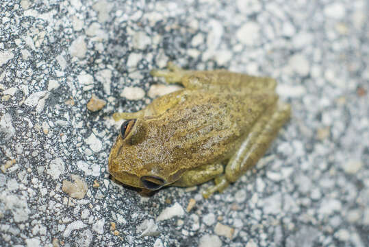 Image of Cuban Treefrog