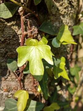 Image of Hedera rhombea (Miq.) Paul